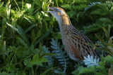 Corncrake 